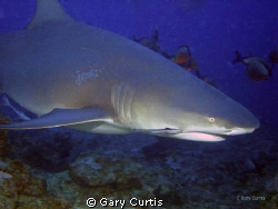 On Shark Dive with Aquatrek in Fiji, taken with Nikon coo... by Gary Curtis 